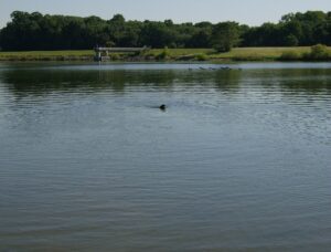 Chien nageant dans un lac
