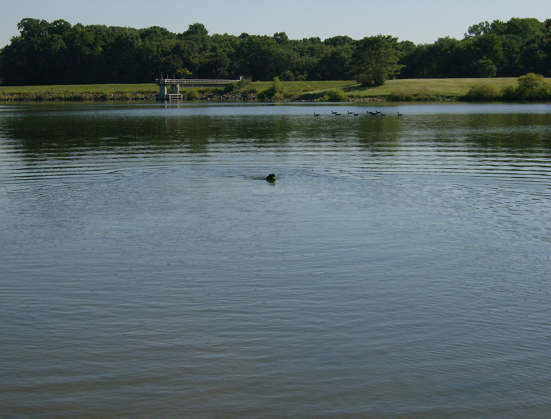 Chien nageant dans un lac