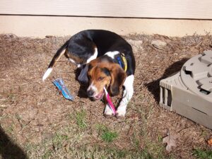 Beagle et brosse à dents