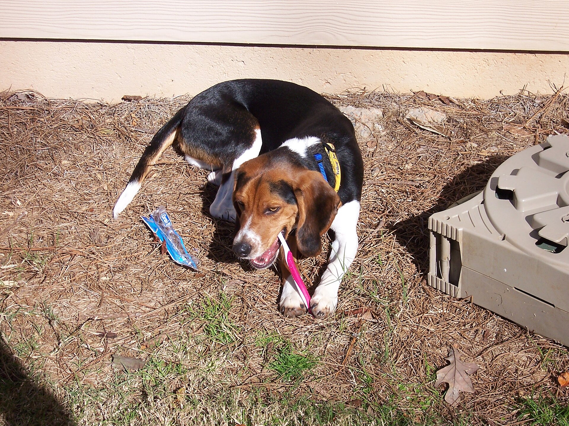 Beagle et brosse à dents