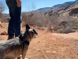 Chien en promenade en laisse