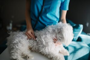 Vétérinaire examinant un chien