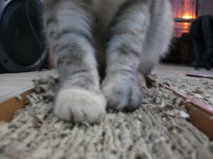 Chat sur un griffoir en carton