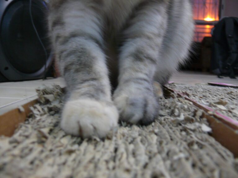 Chat sur un griffoir en carton