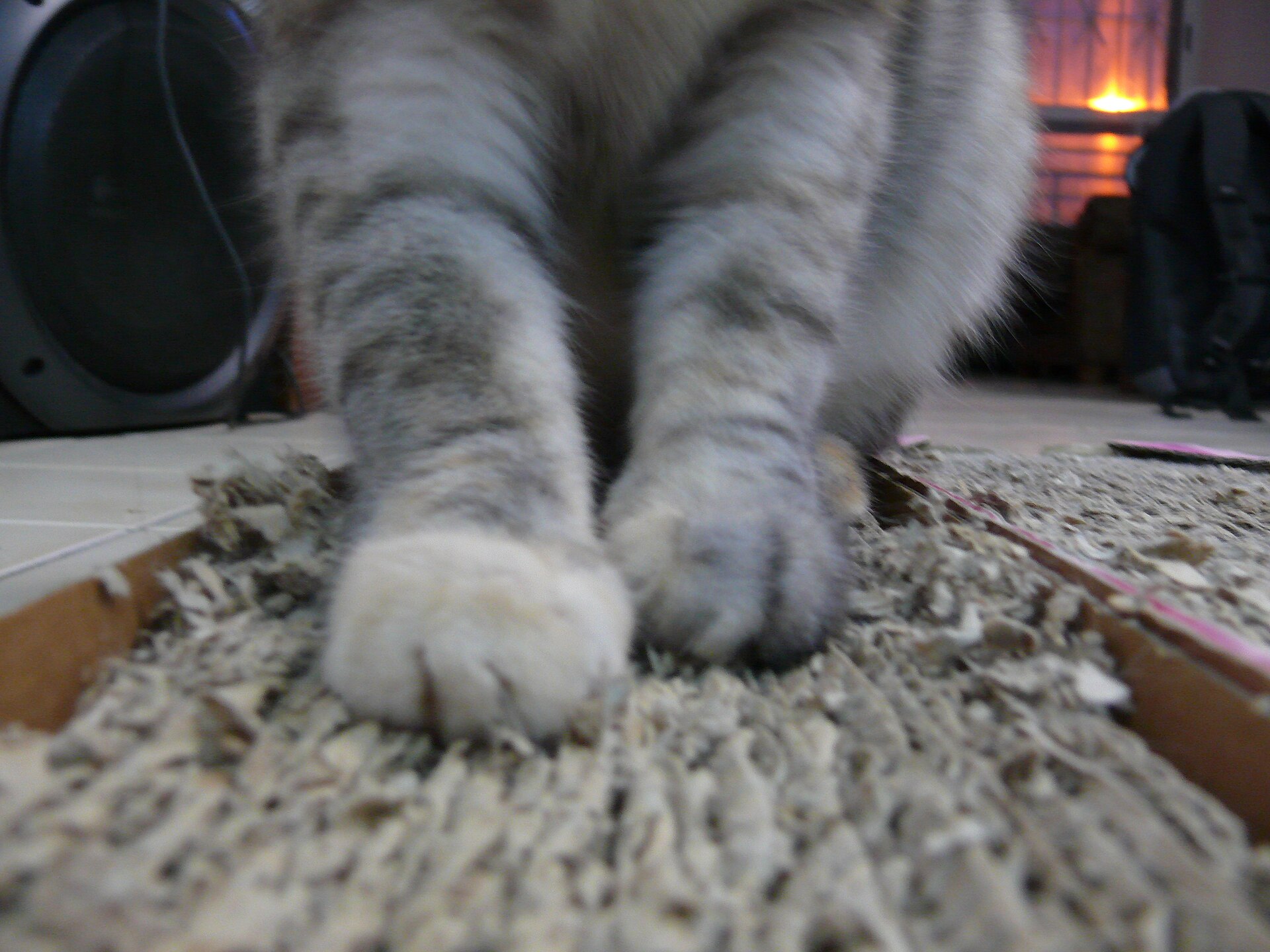 Chat sur un griffoir en carton