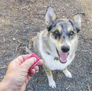 Éducation d’un chien au clicker