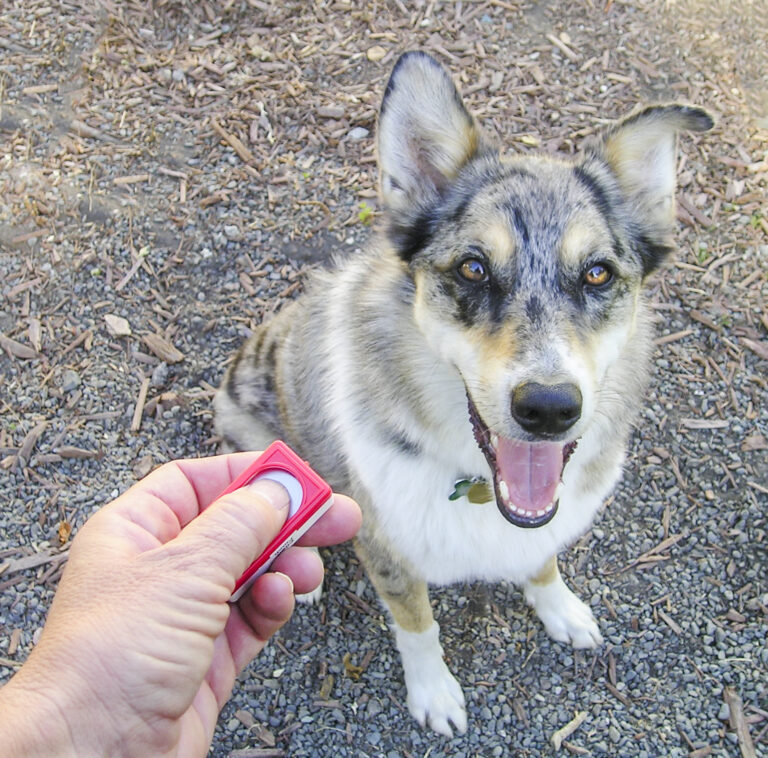 Éducation d’un chien au clicker