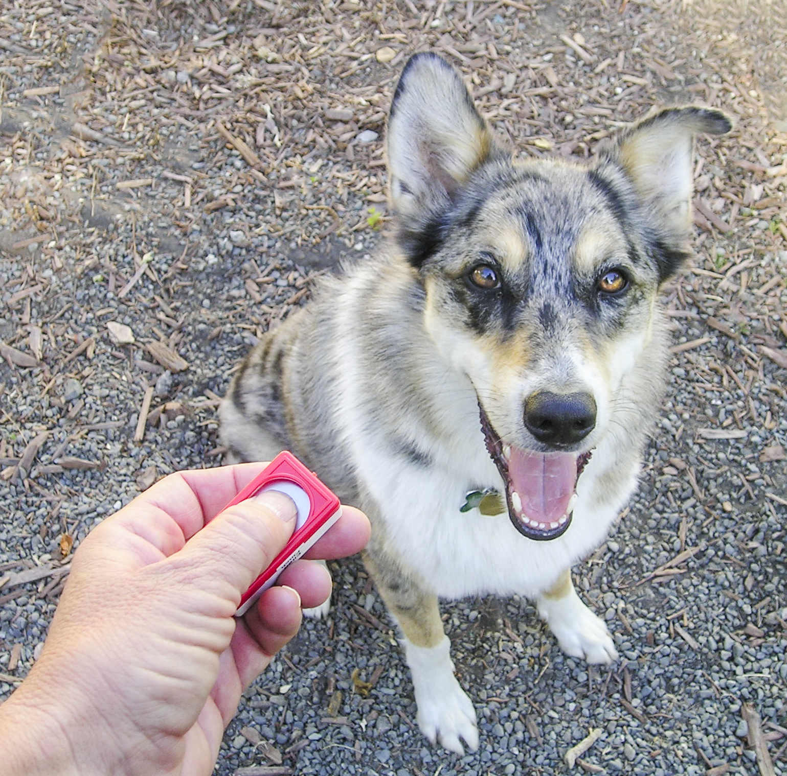 Éducation d’un chien au clicker