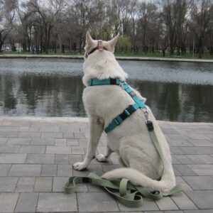 Chien portant un harnais