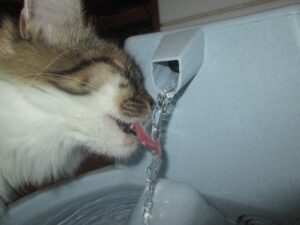 Chat en train de boire de l’eau