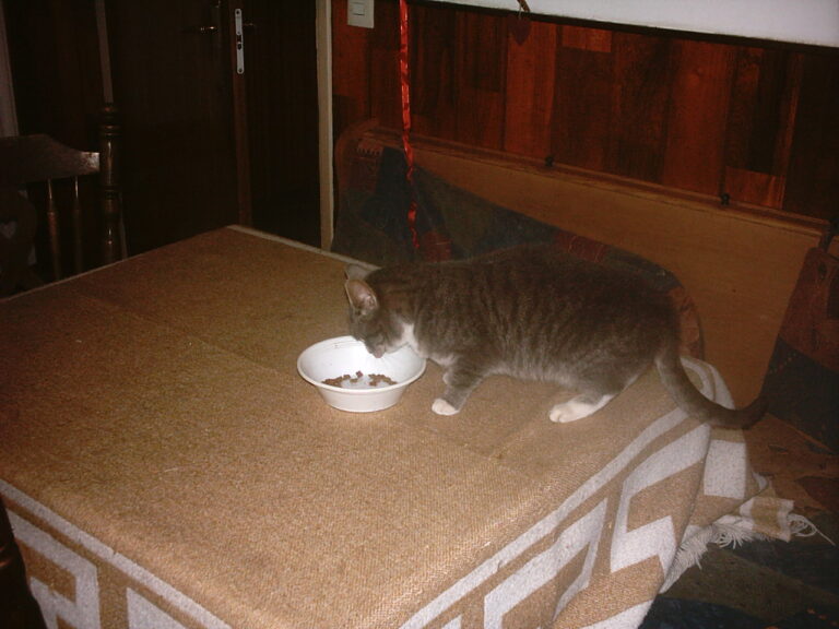 Chat qui mange dans sa gamelle
