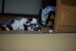 Chat jouant avec une canne à pêche